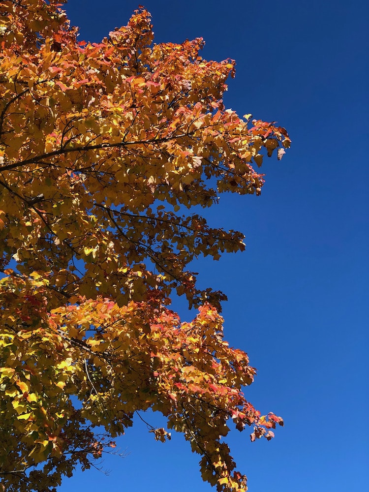 orange leaves on tree