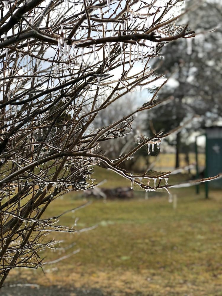 icicles forming on tree branches