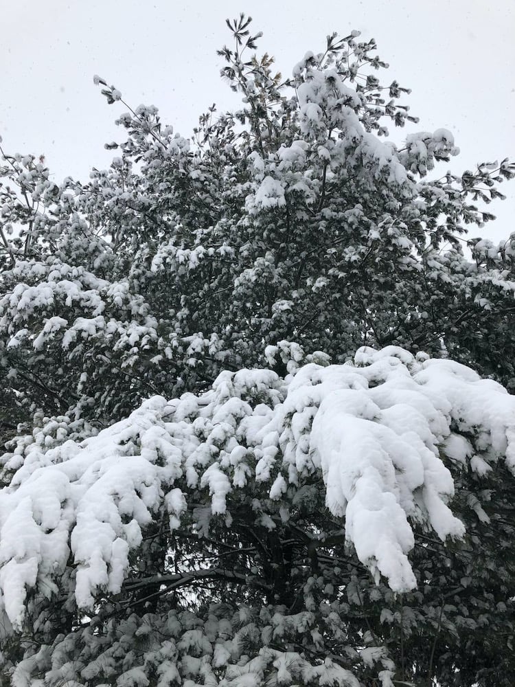 snow on branches