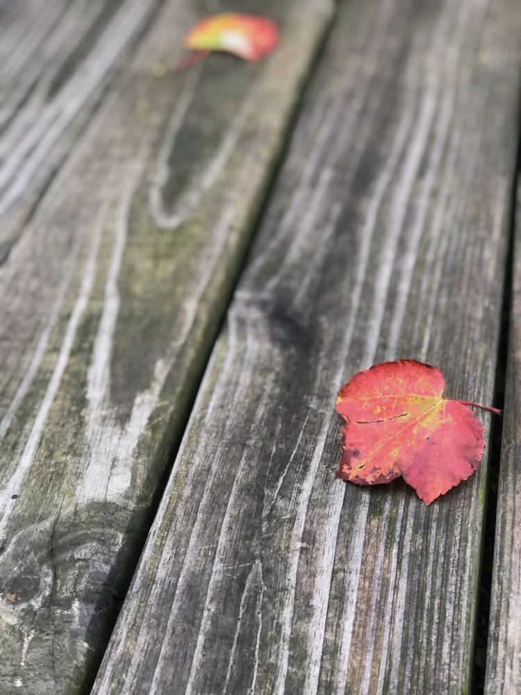 red leaf on wood background