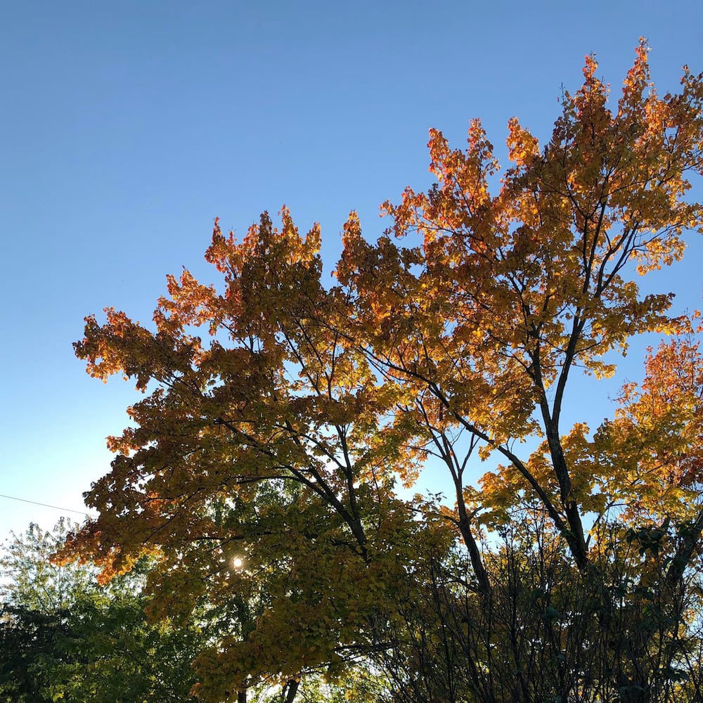 autumn leaves on tree against blue sky