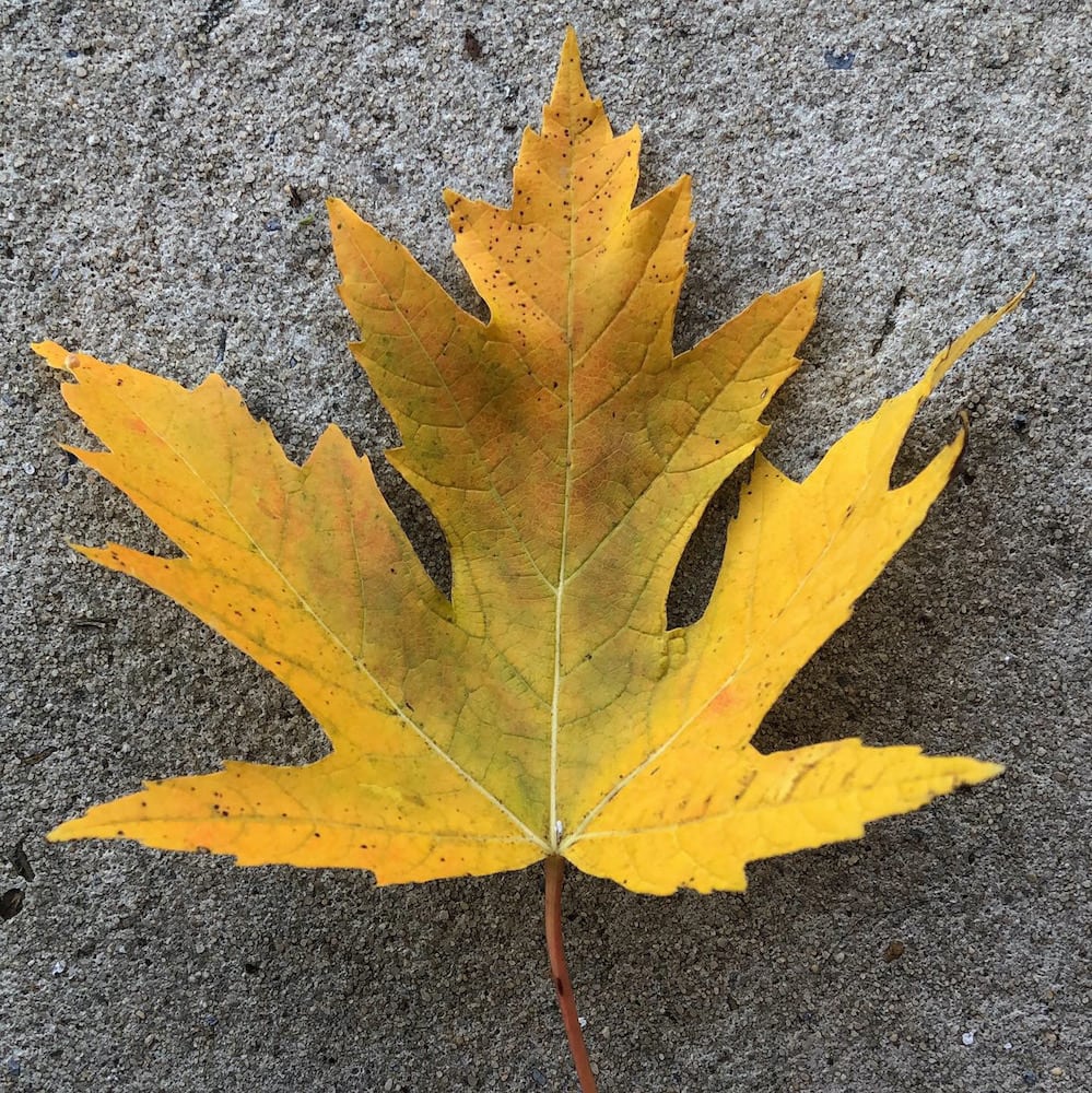 yellow leaf on cement