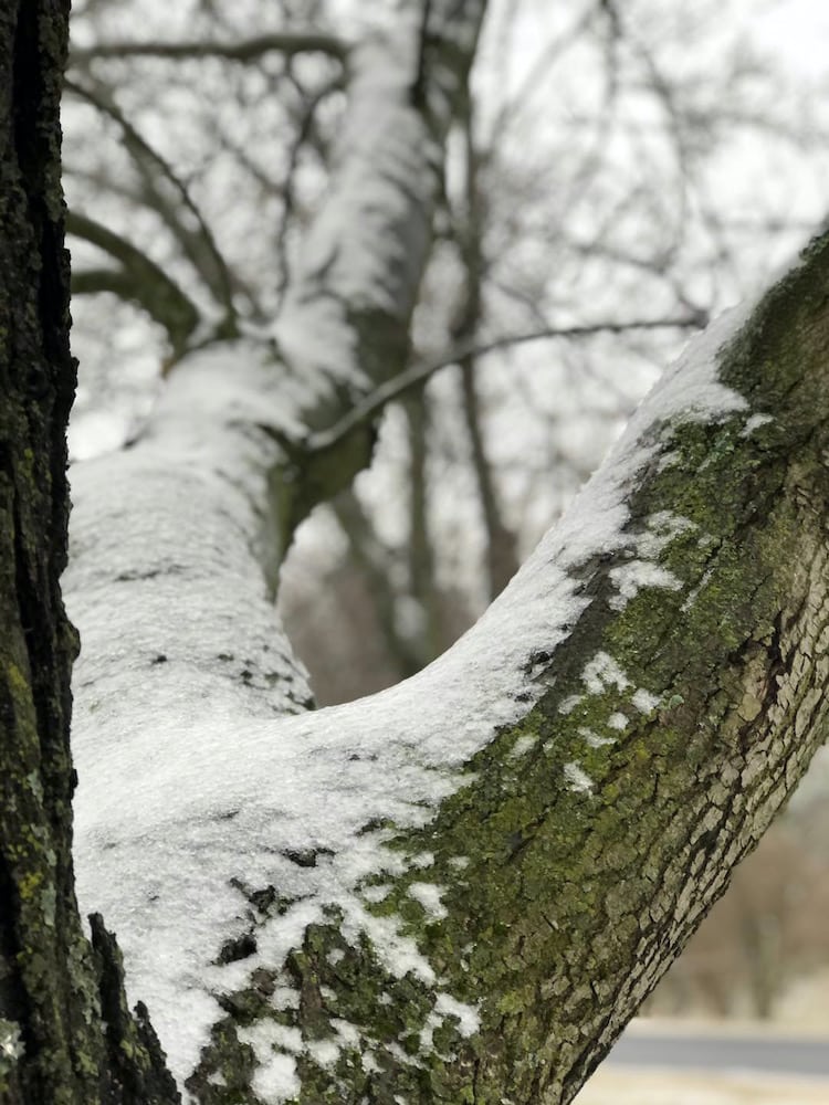 snow on branches of tree