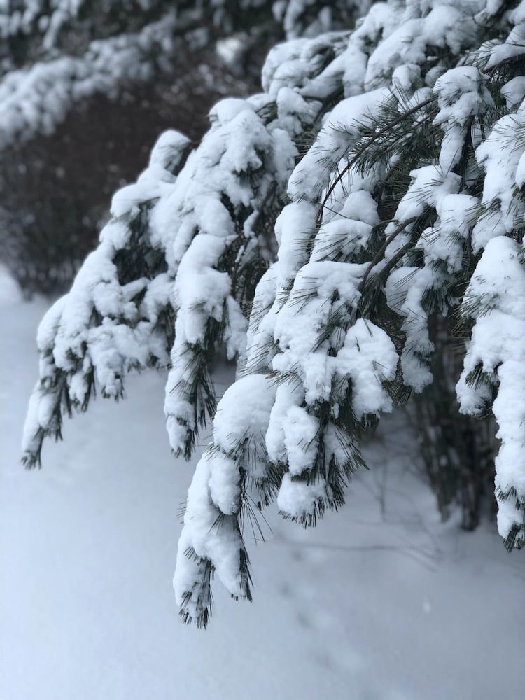 snow on pine tree branches