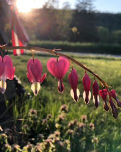 bleeding hearts flowers in the sunlight with american flag in background