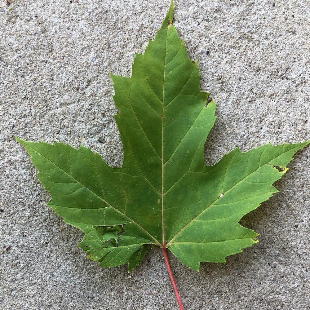 green leaf on cement