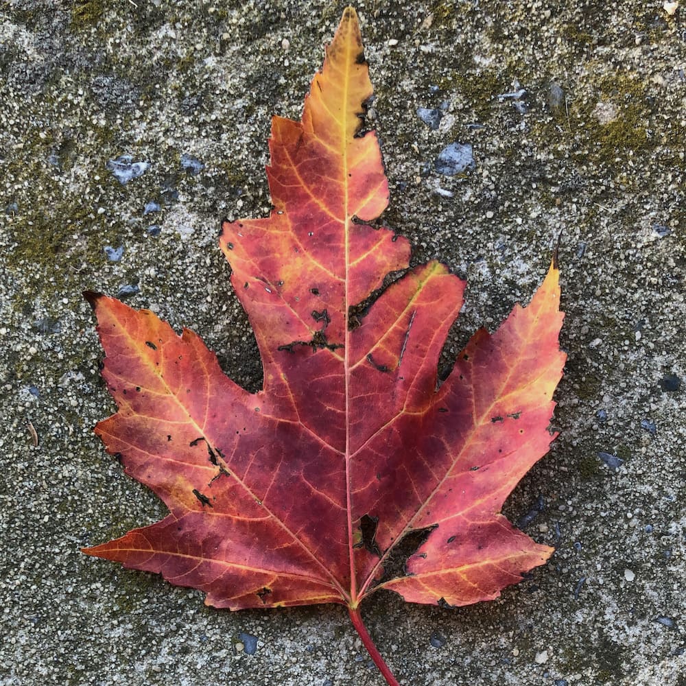 red leaf on cement