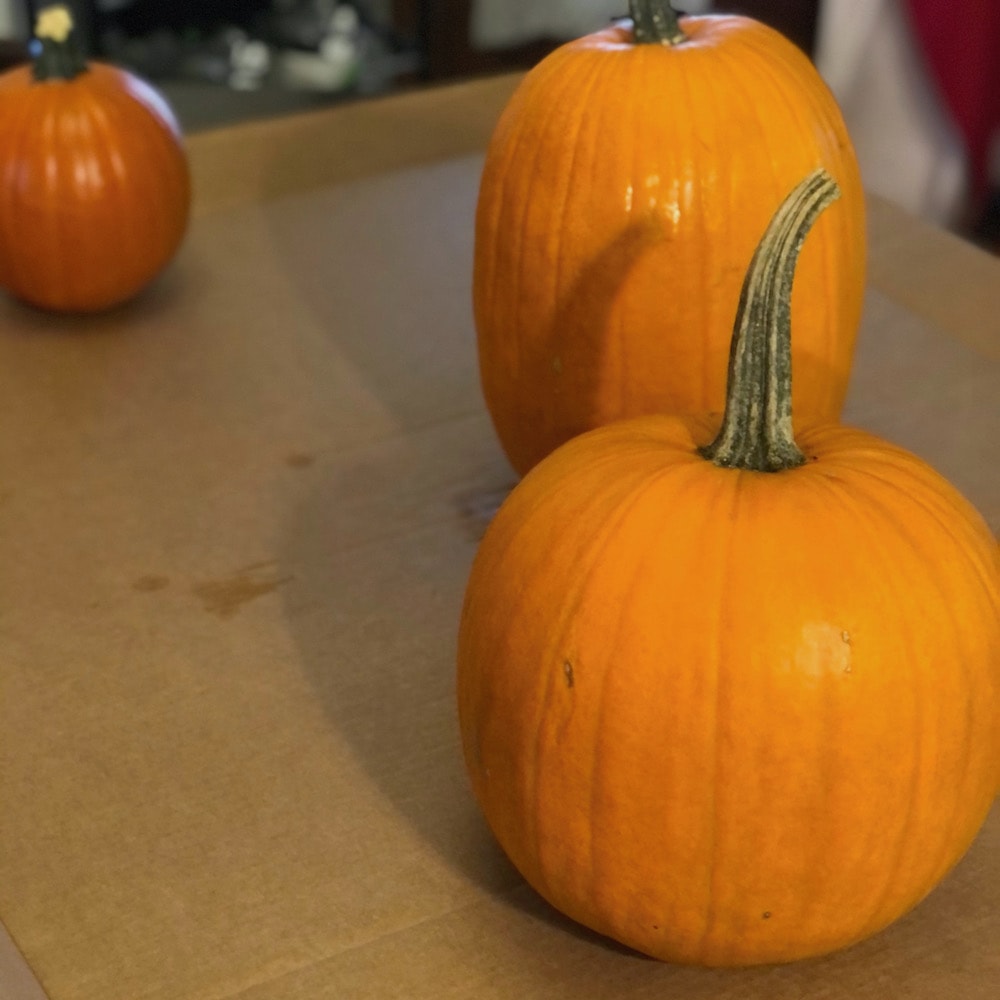 pumpkins on cardboard