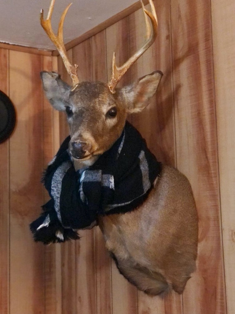 deer mount with a winter scarf on