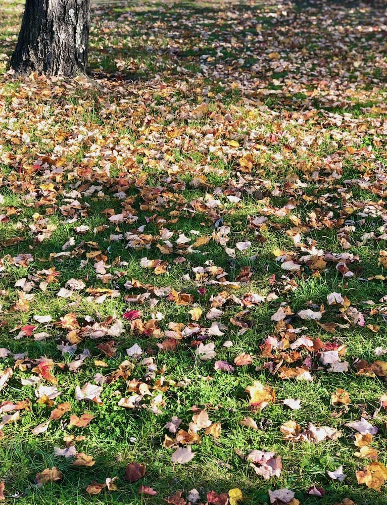 autumn leaves on ground