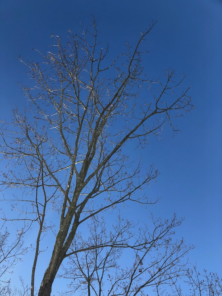 tree with no leaves in winter