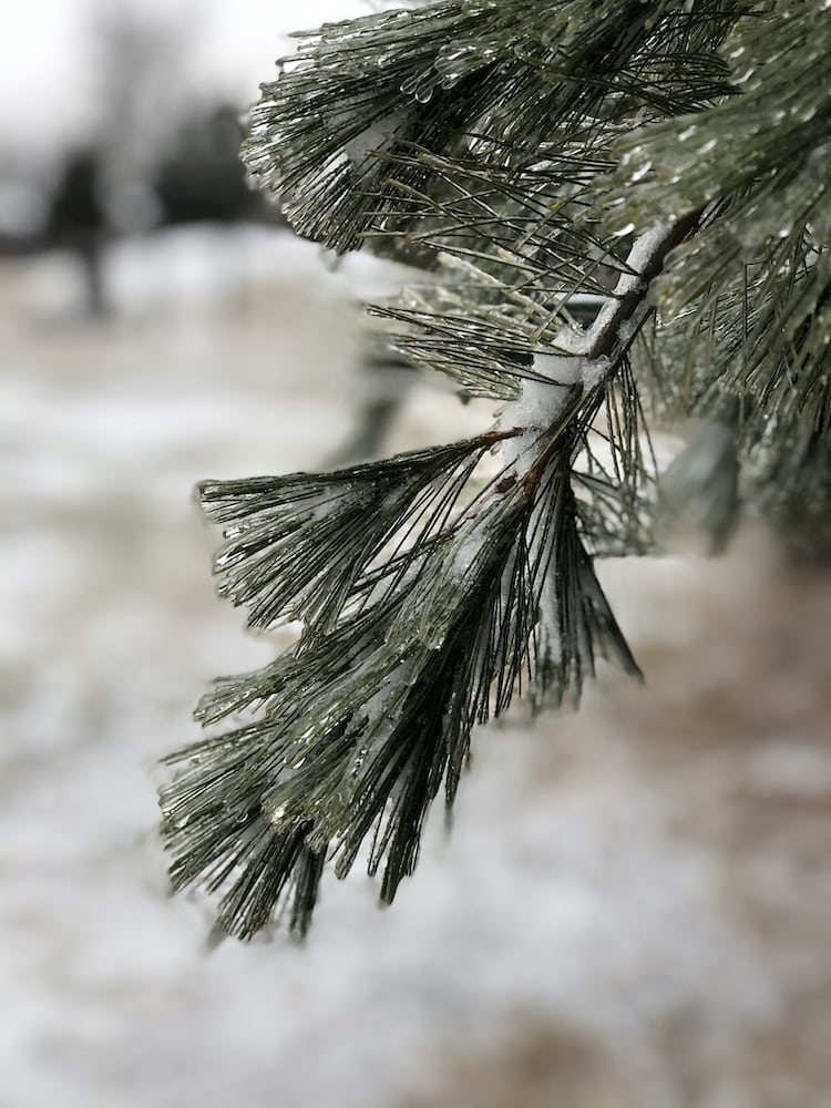 winter snow on tree
