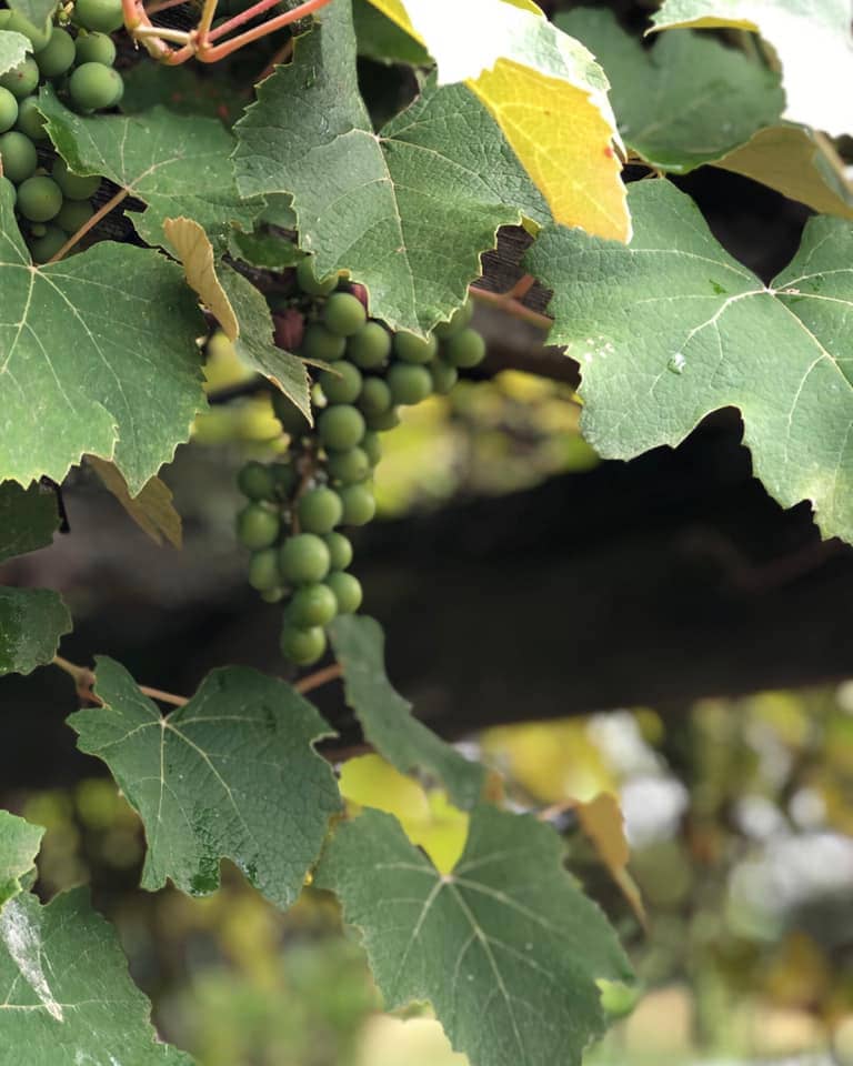 grape vine trellis 